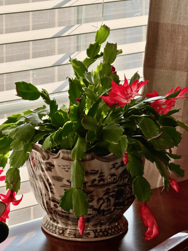 windowsill plant 1