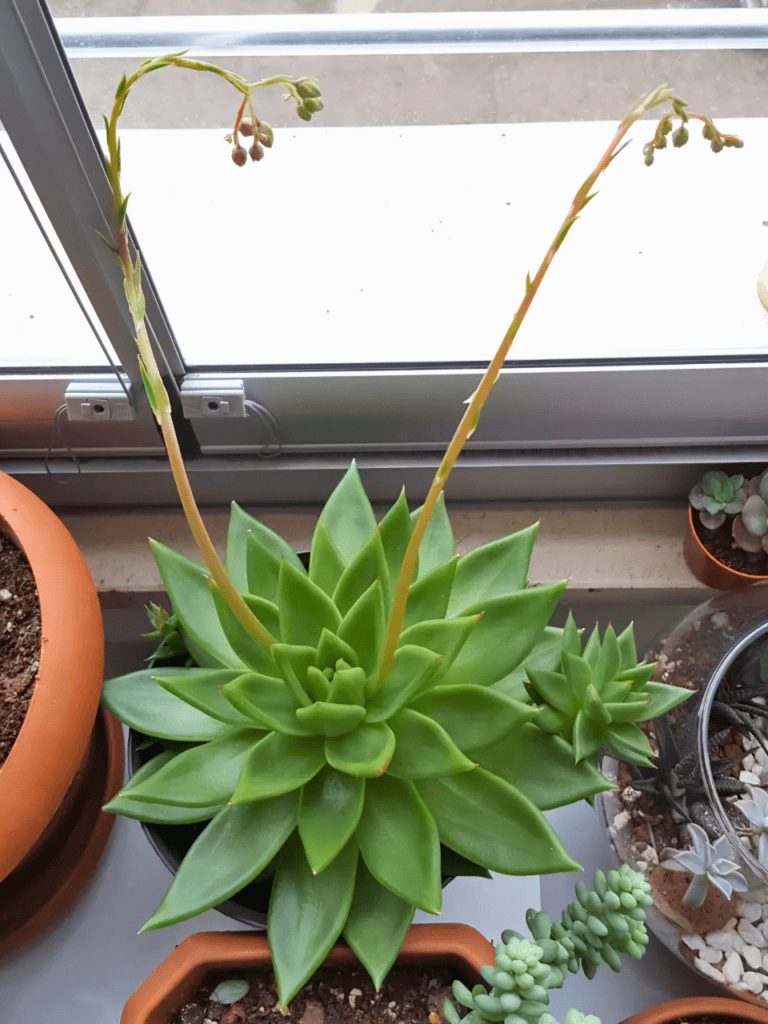 windowsill plants 2