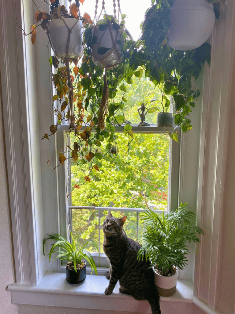 windowsill plants