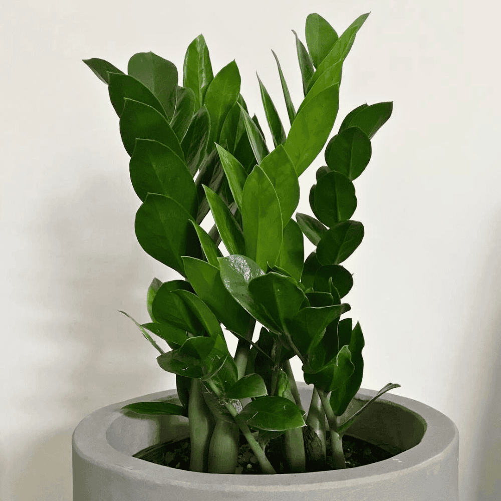 zz plant for low light bathroom