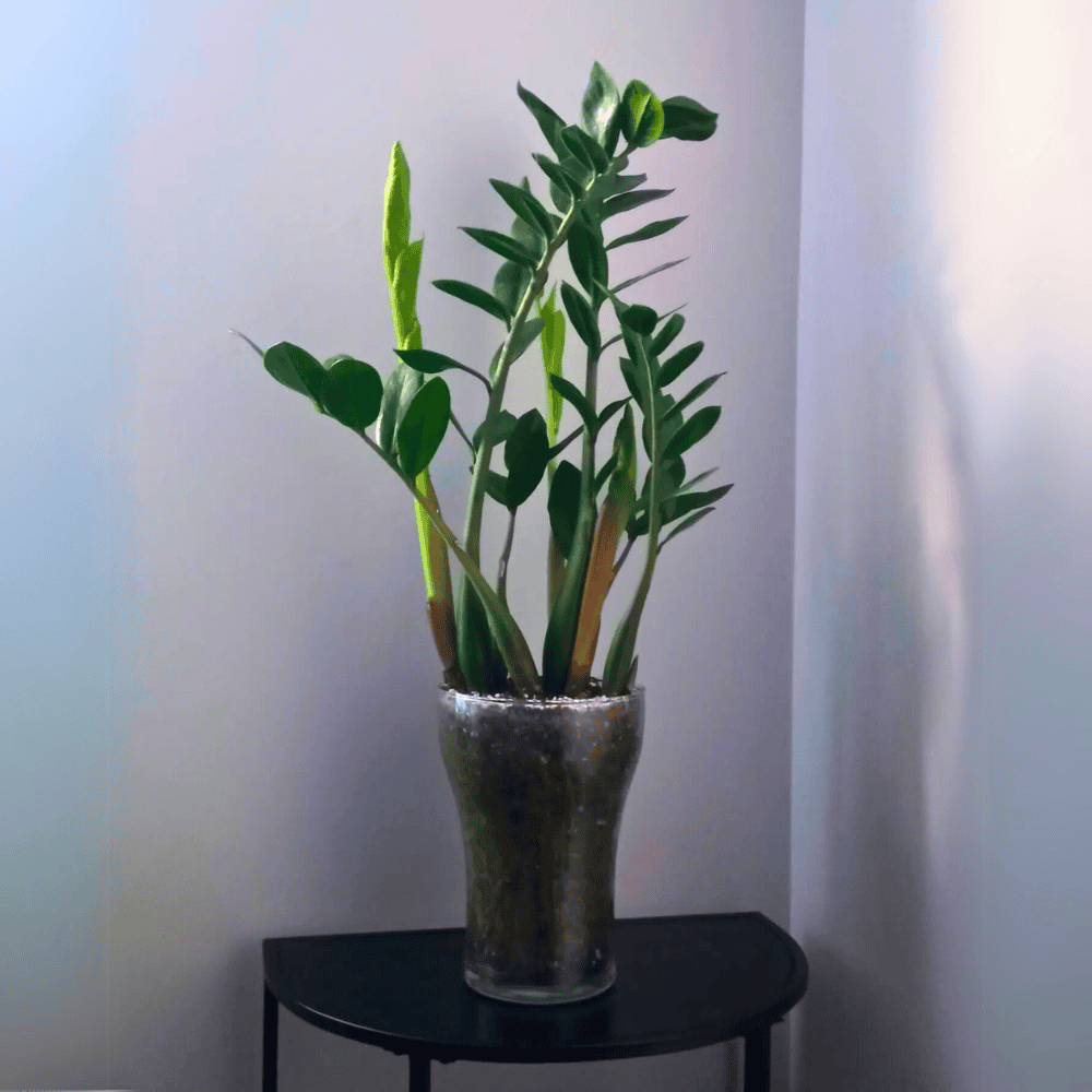 zz plant for low light office 1