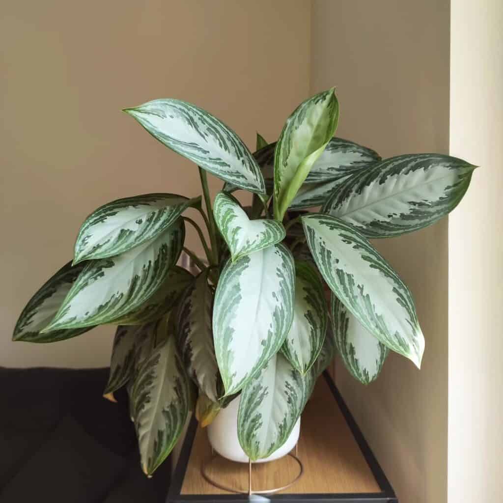 Aglaonema ‘Silver Bay
