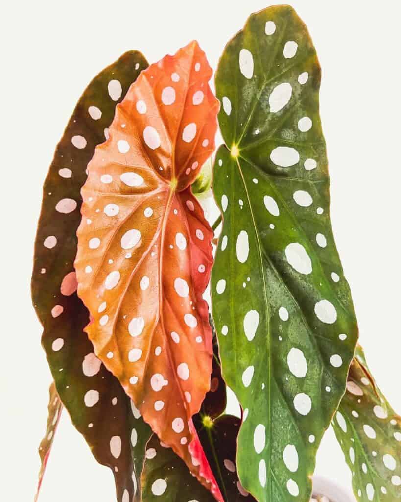 Angel Wing Begonia 1
