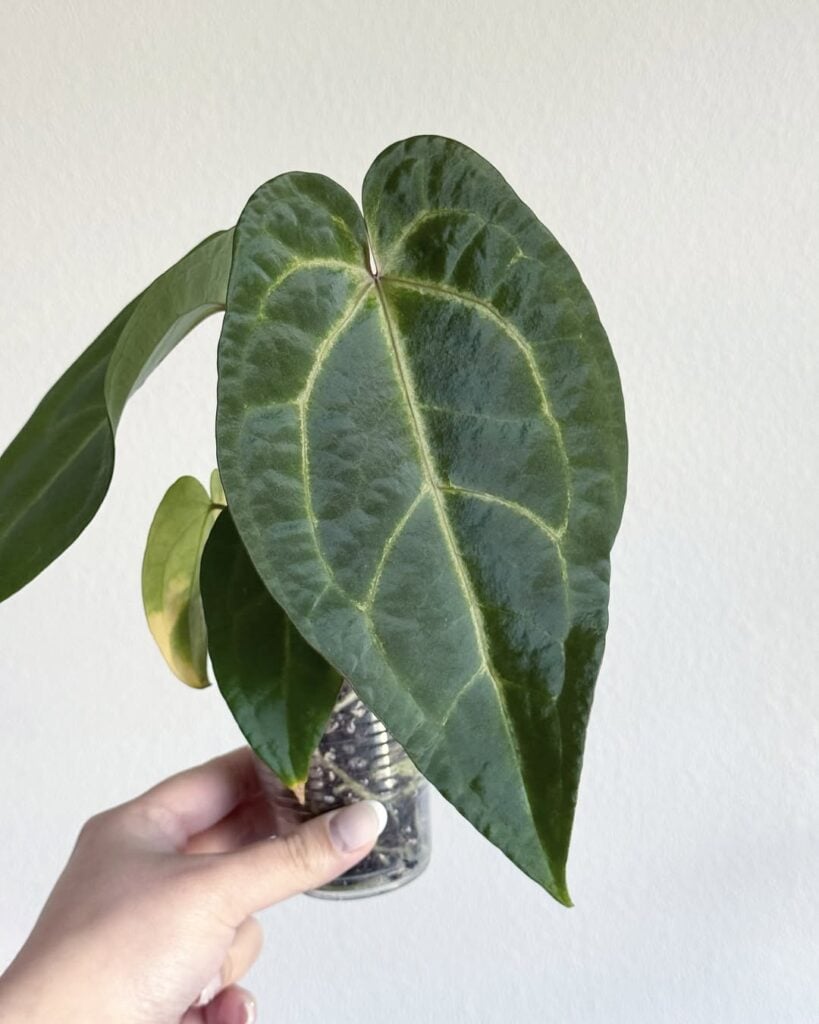 Anthurium Ace of Spades