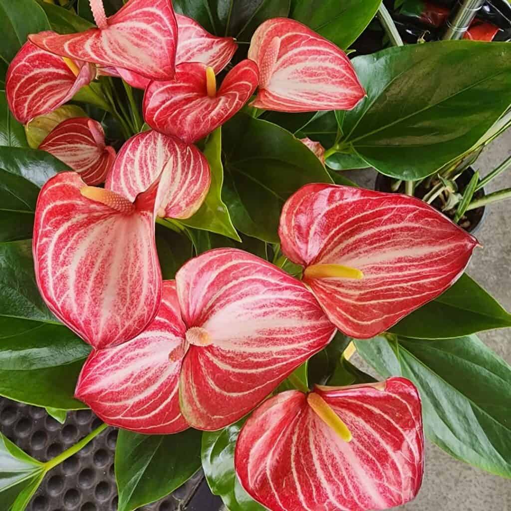 Anthurium Andraeanum