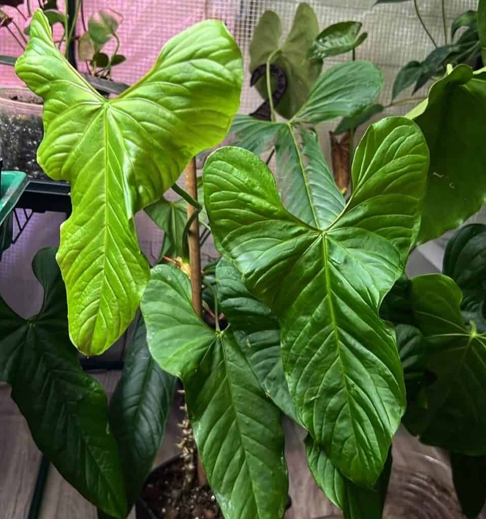 Anthurium Balaoanum