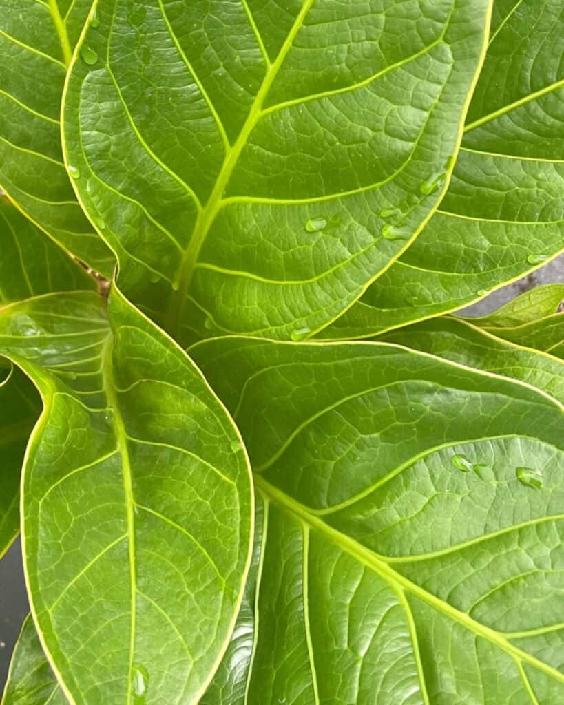 Anthurium Bonplandii