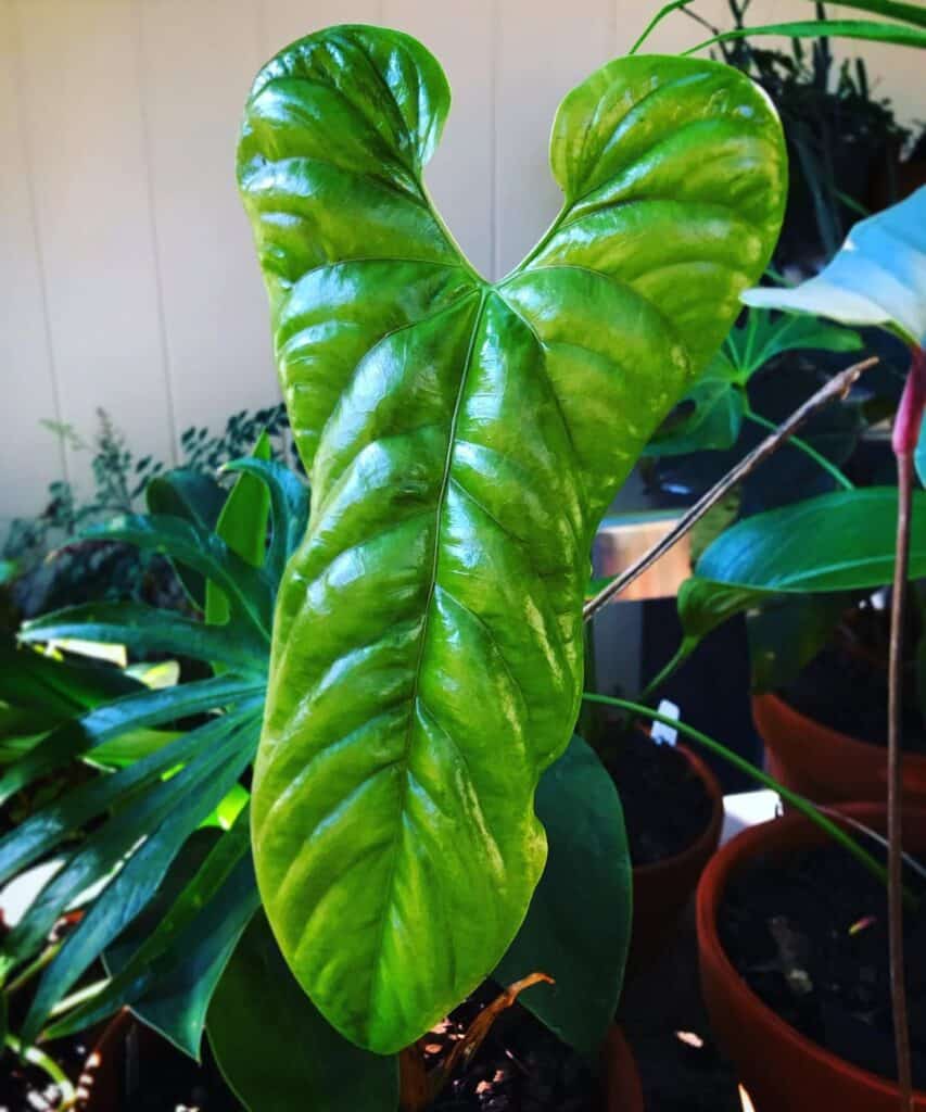 Anthurium Bullatus