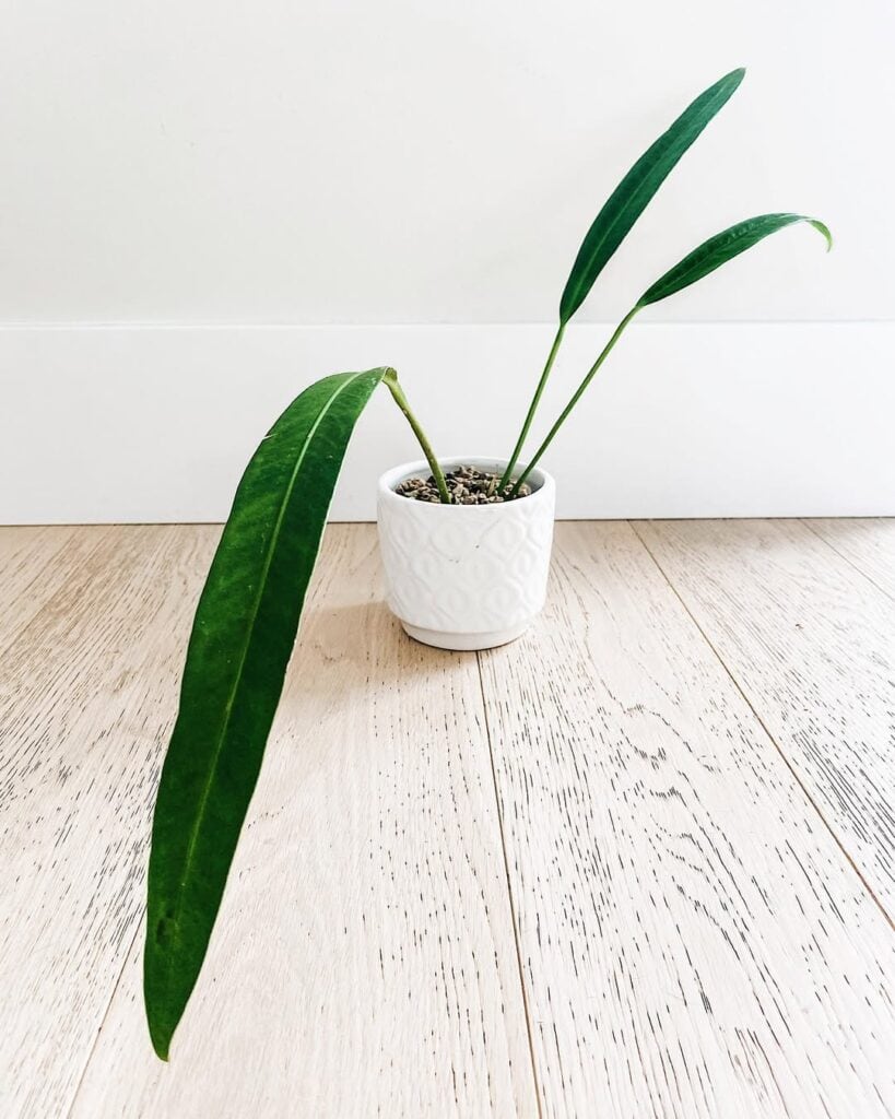 Anthurium Carchiense