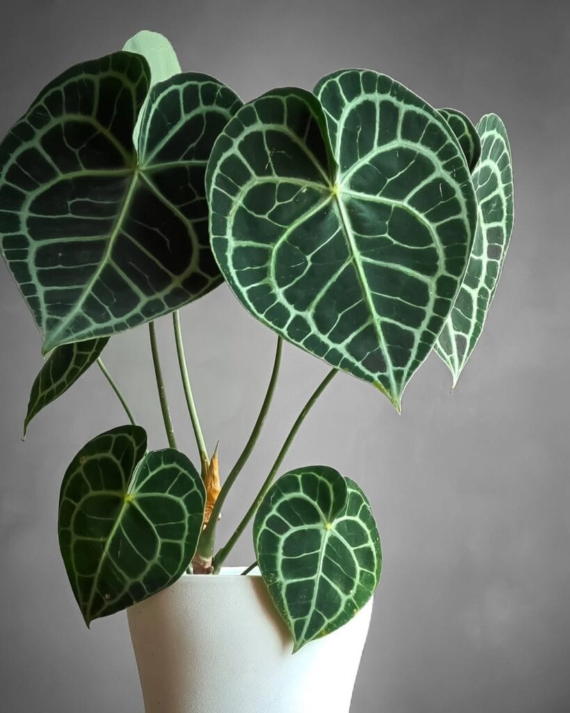 Anthurium Clarinervium