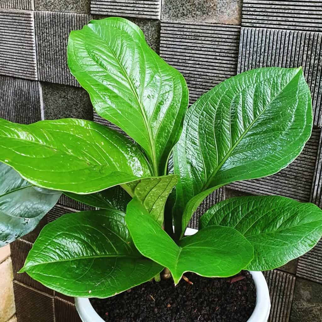 Anthurium Cobra