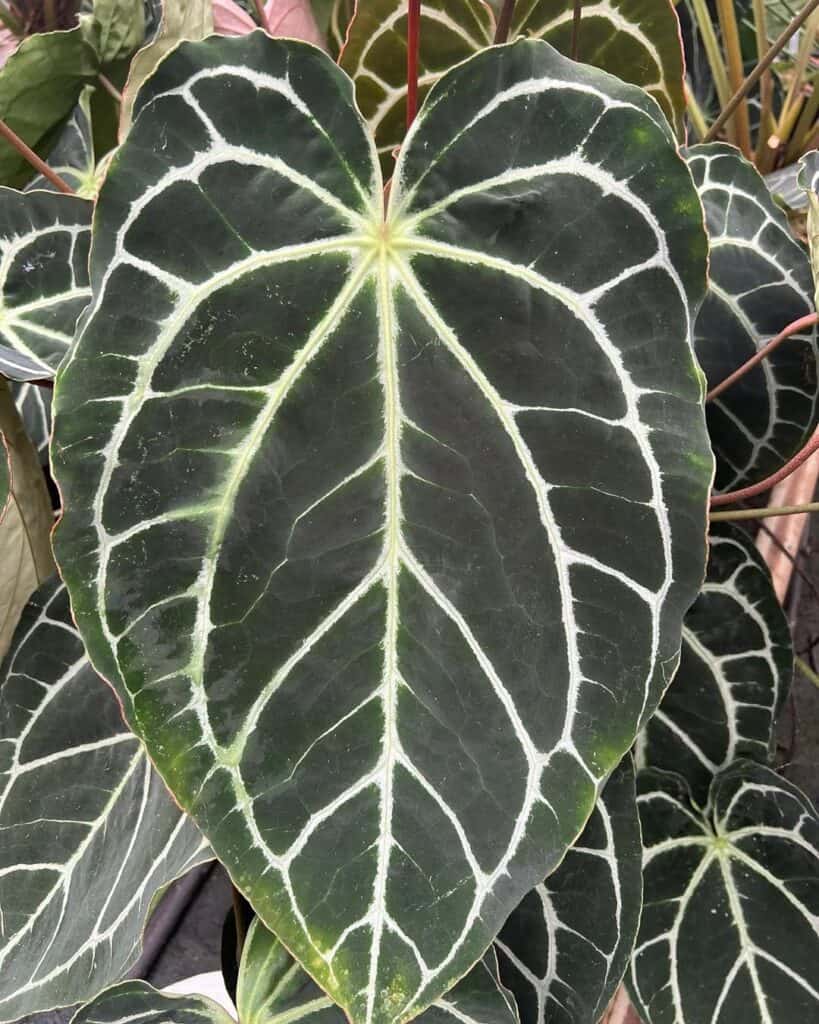 Anthurium Crystallinum