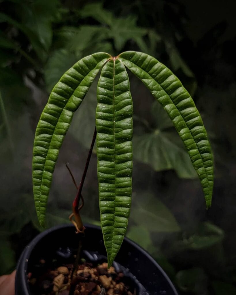 Anthurium Cutucuense