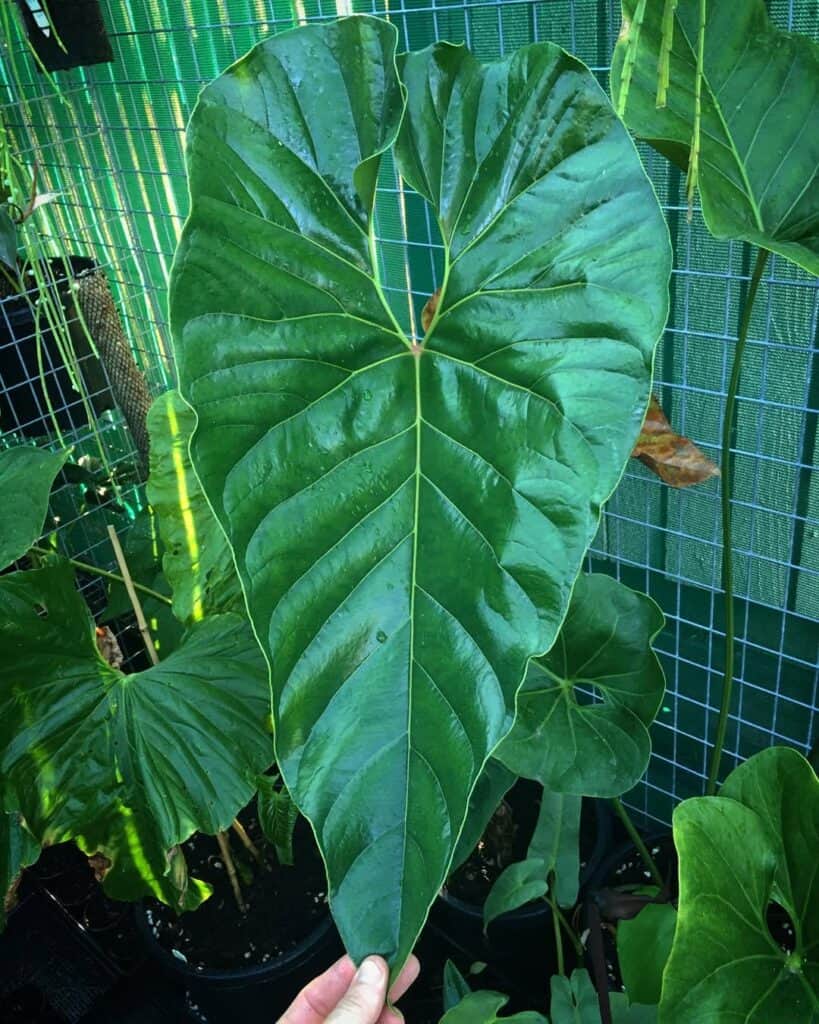 Anthurium Decipiens