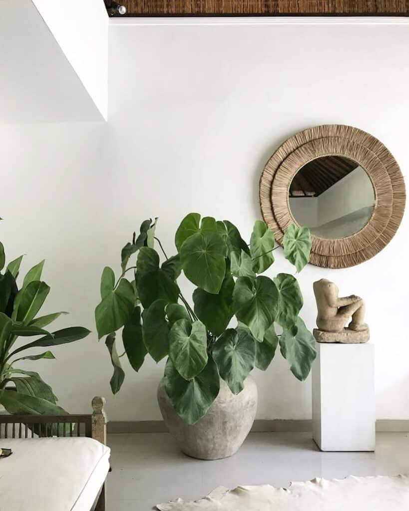 Anthurium Faustomirandae