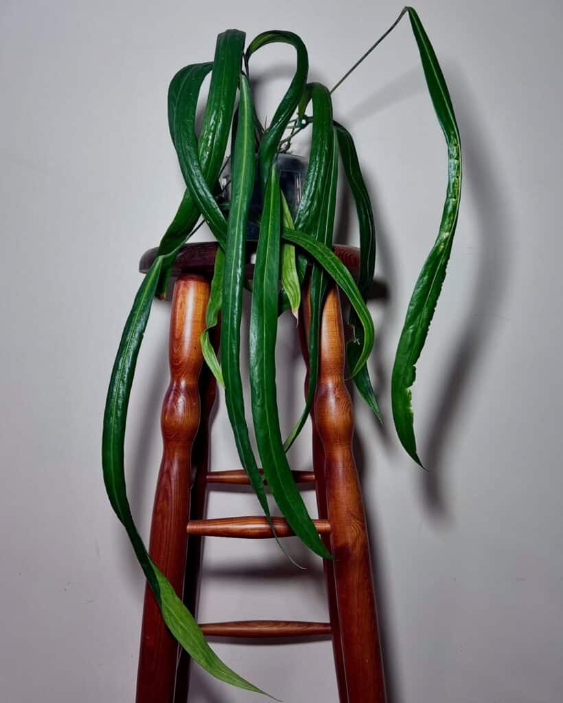Anthurium Friedrichsthalii