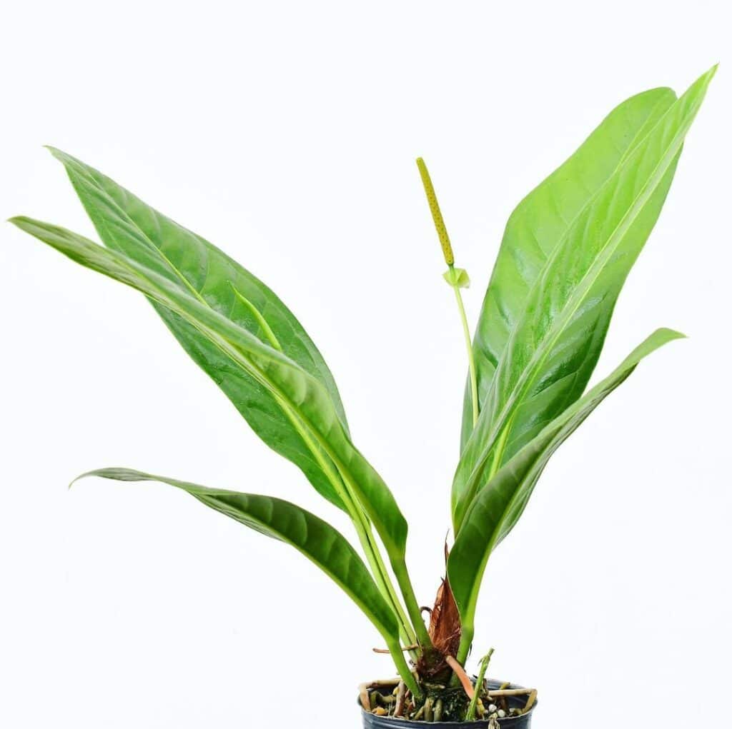 Anthurium Gracile