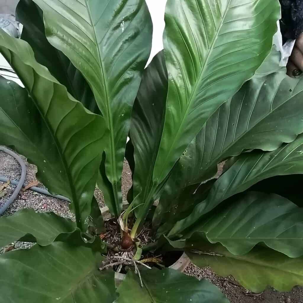 Anthurium Hookeri