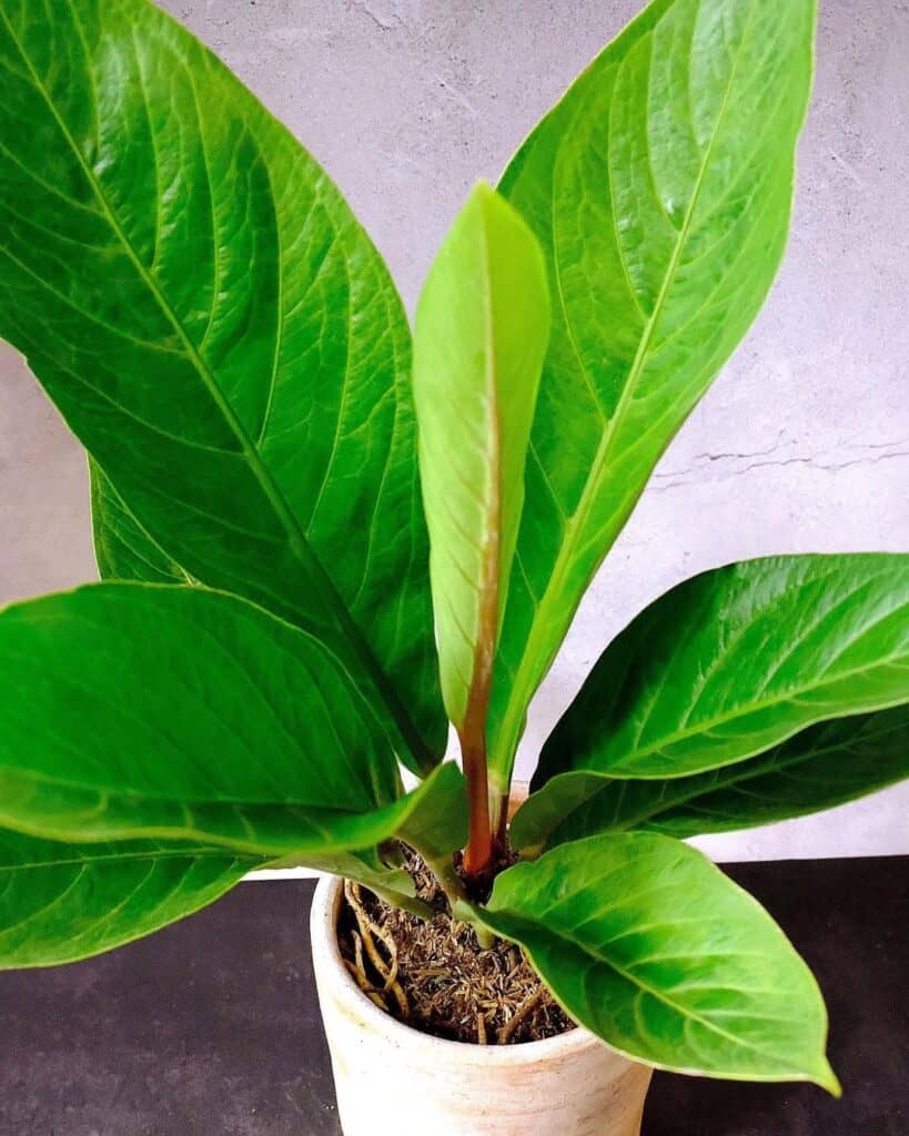 Anthurium Jenmanii