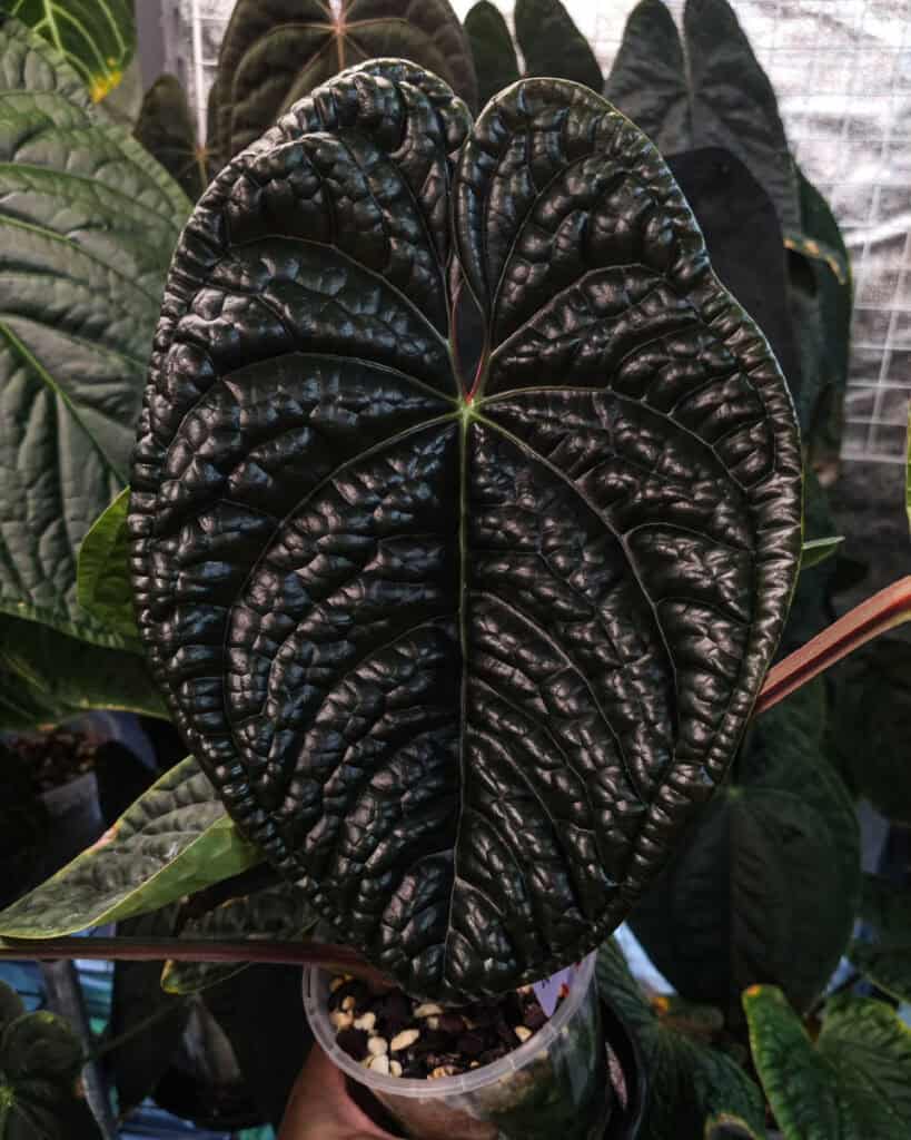 Anthurium Luxurians