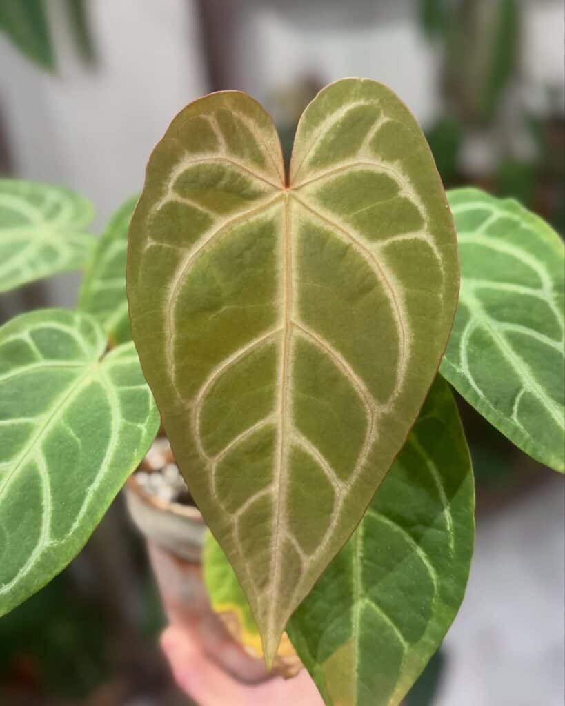 Anthurium Magnificum Silver