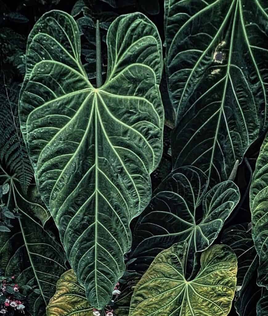 Anthurium Metallicum