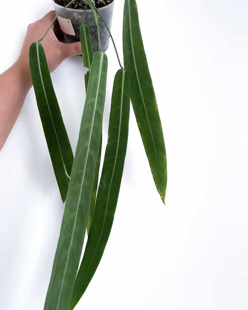 Anthurium Pallidiflorum