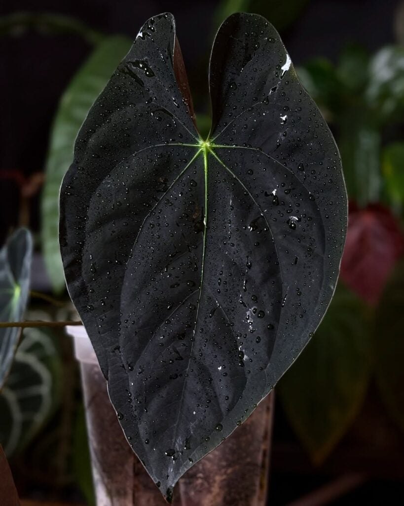 Anthurium Papillilaminum