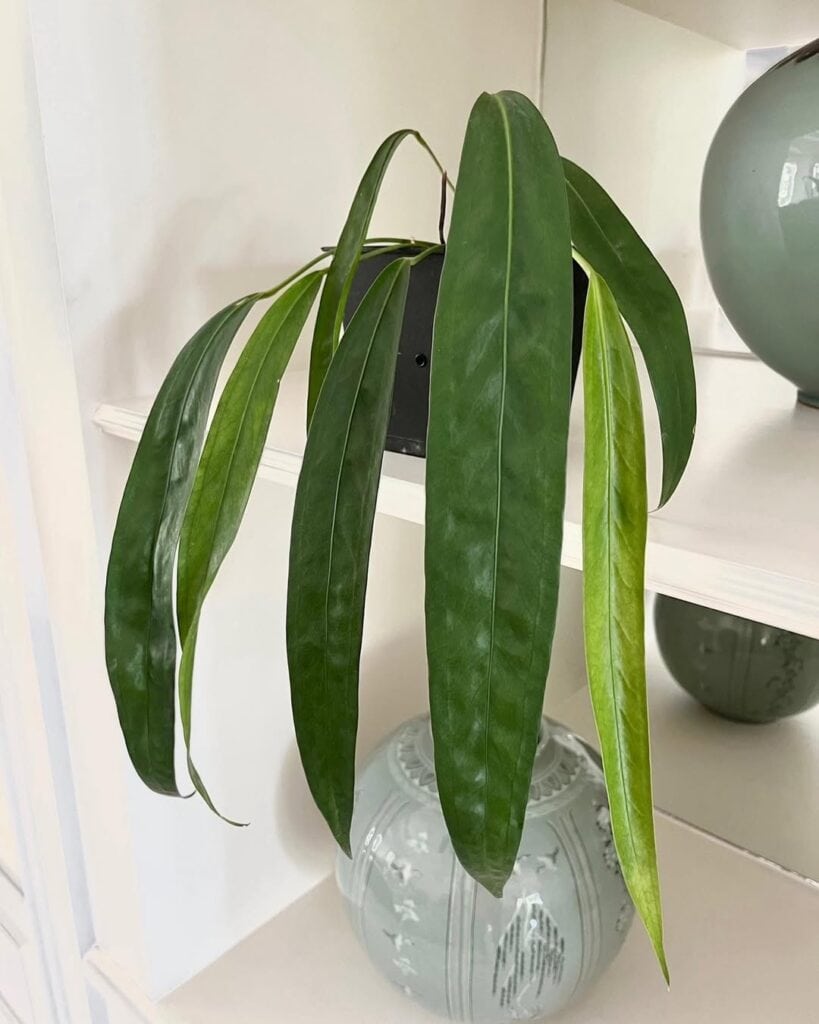 Anthurium Pendens