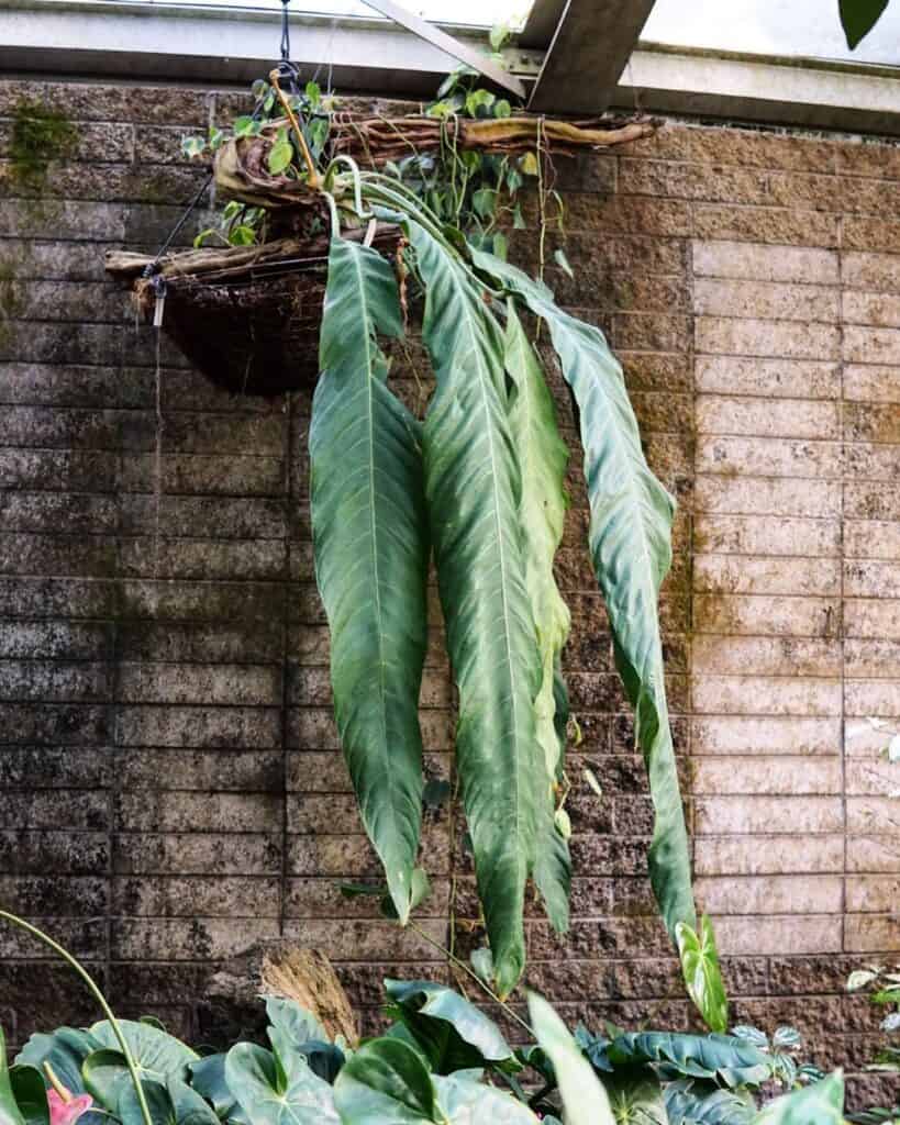 Anthurium Pendulifolium