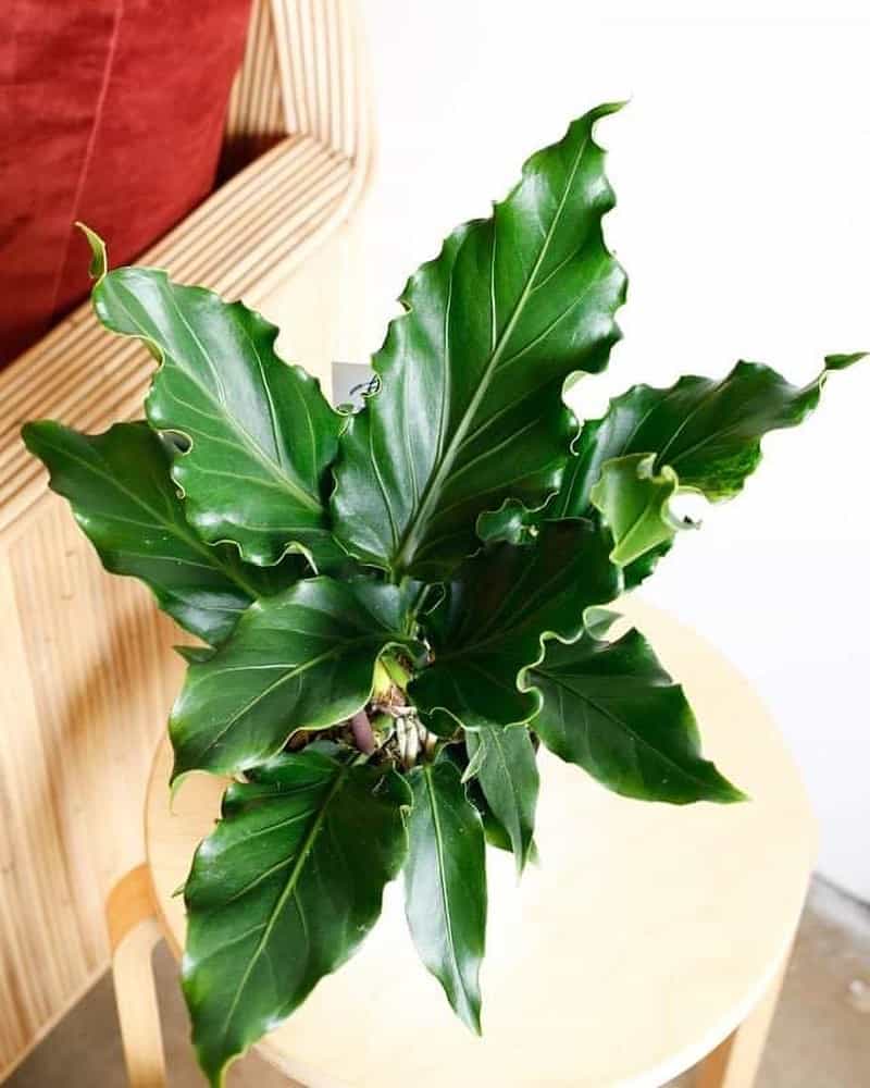 Anthurium Plowmanii