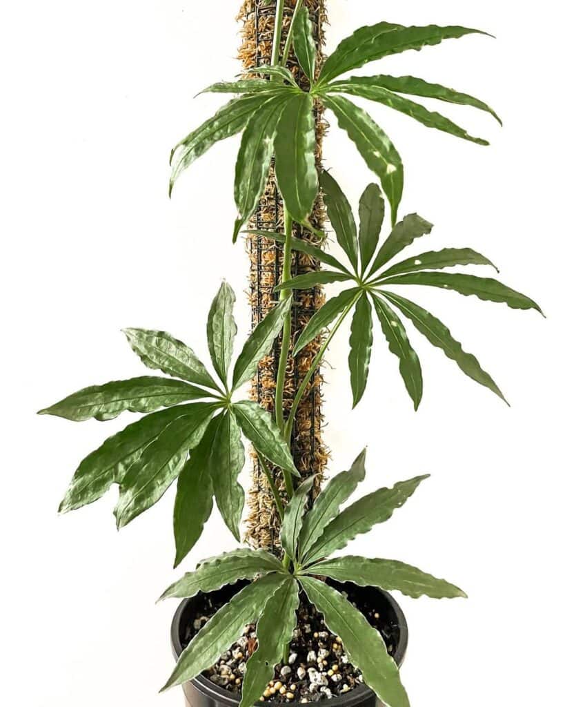 Anthurium Polyschistum