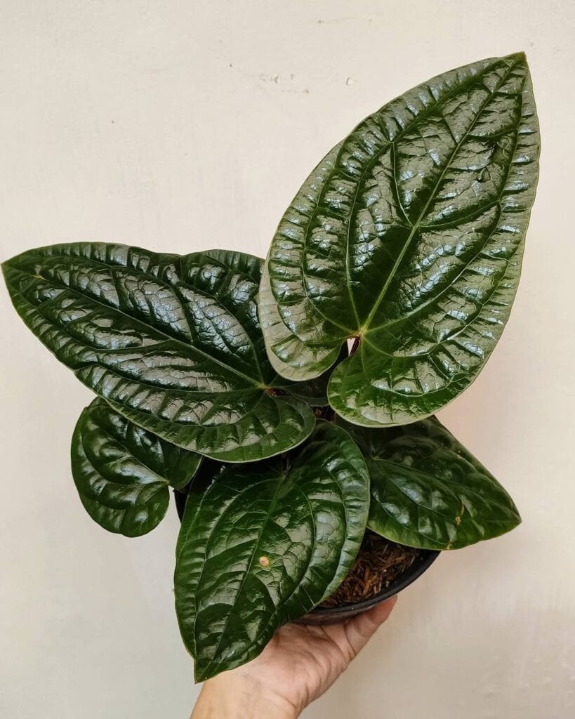 Anthurium Radicans