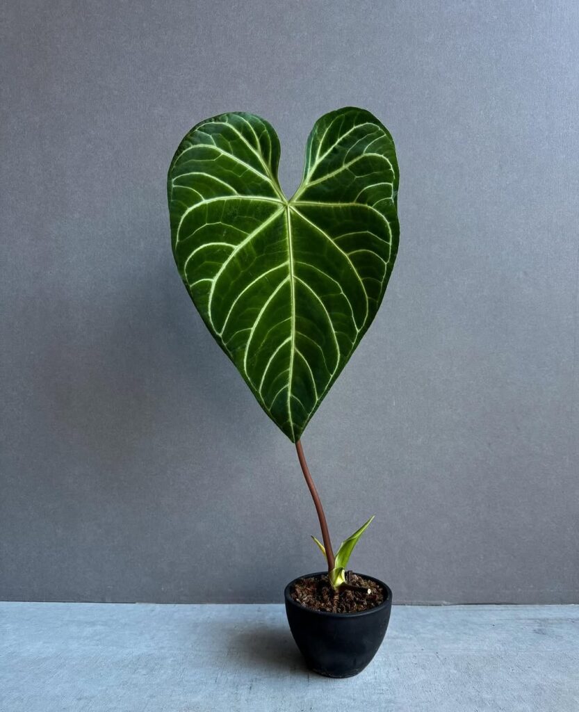 Anthurium Regale