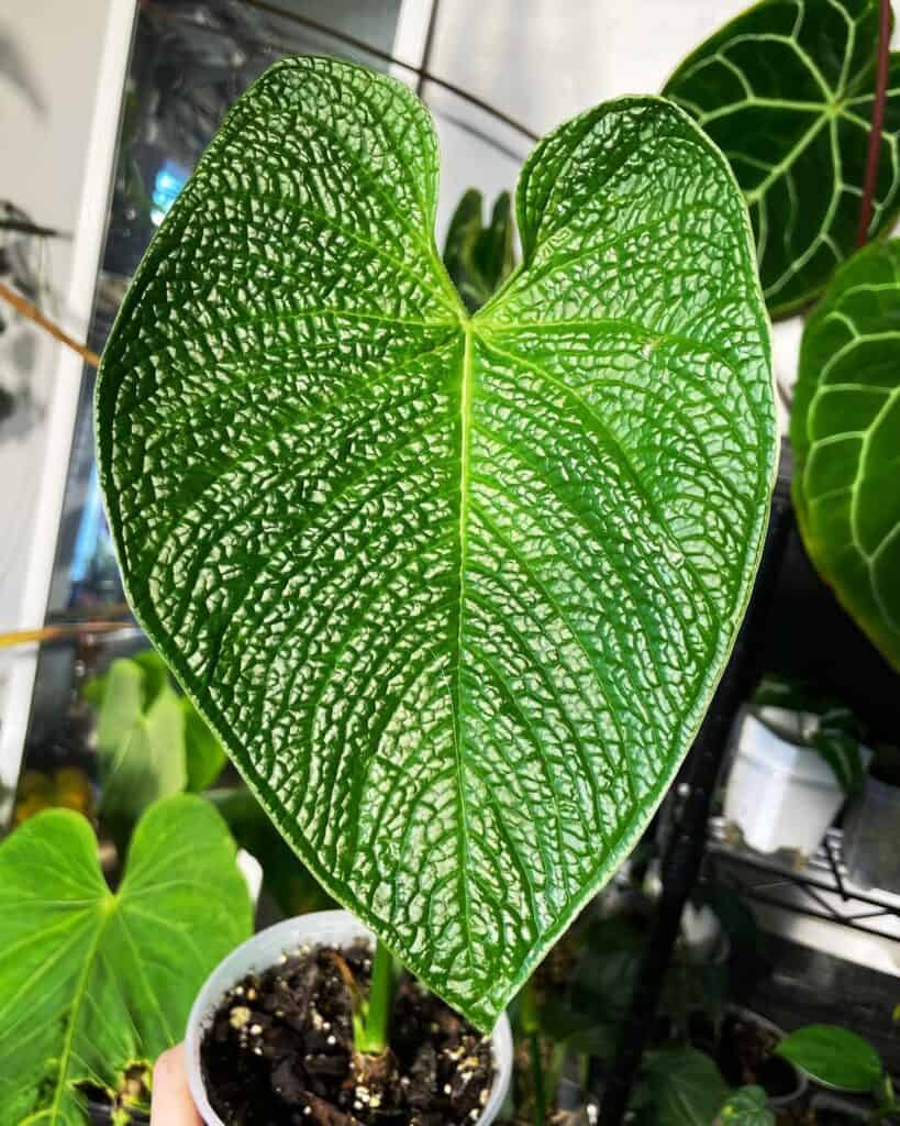 Anthurium Rugulosum