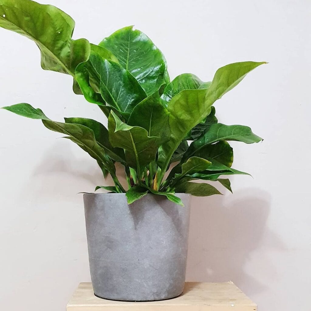 Anthurium Schlechtendalii