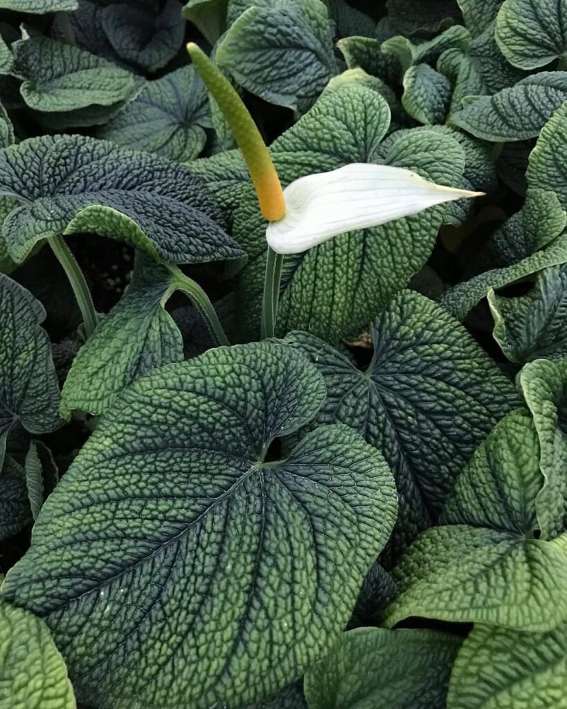 Anthurium Splendidum