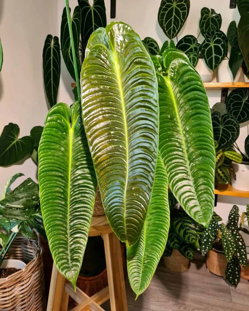 Anthurium Veitchii