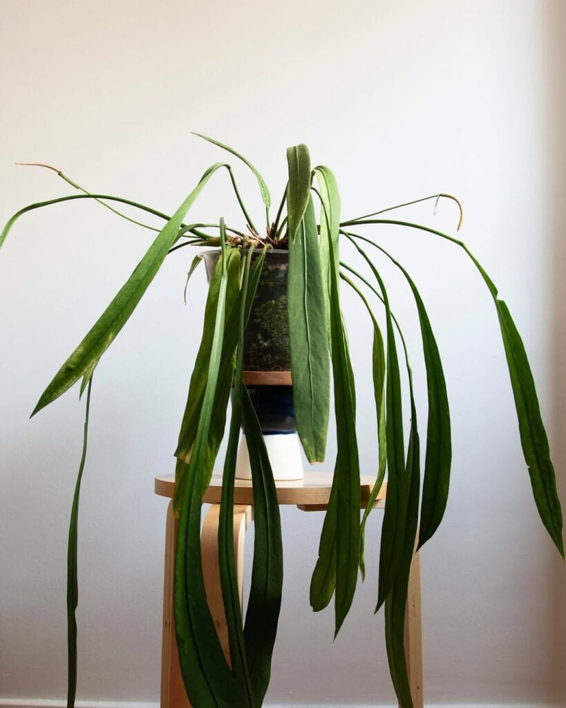 Anthurium Vittarifolium