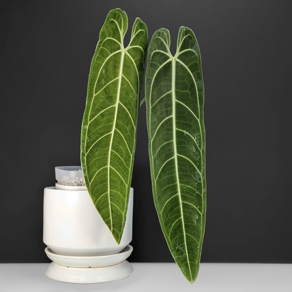 Anthurium Warocqueanum