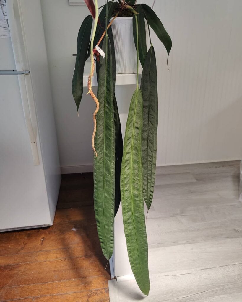 Anthurium Wendlingeri