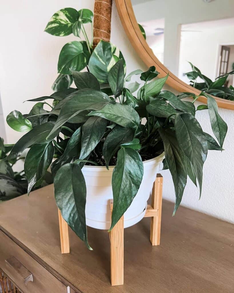 Baltic Blue Pothos