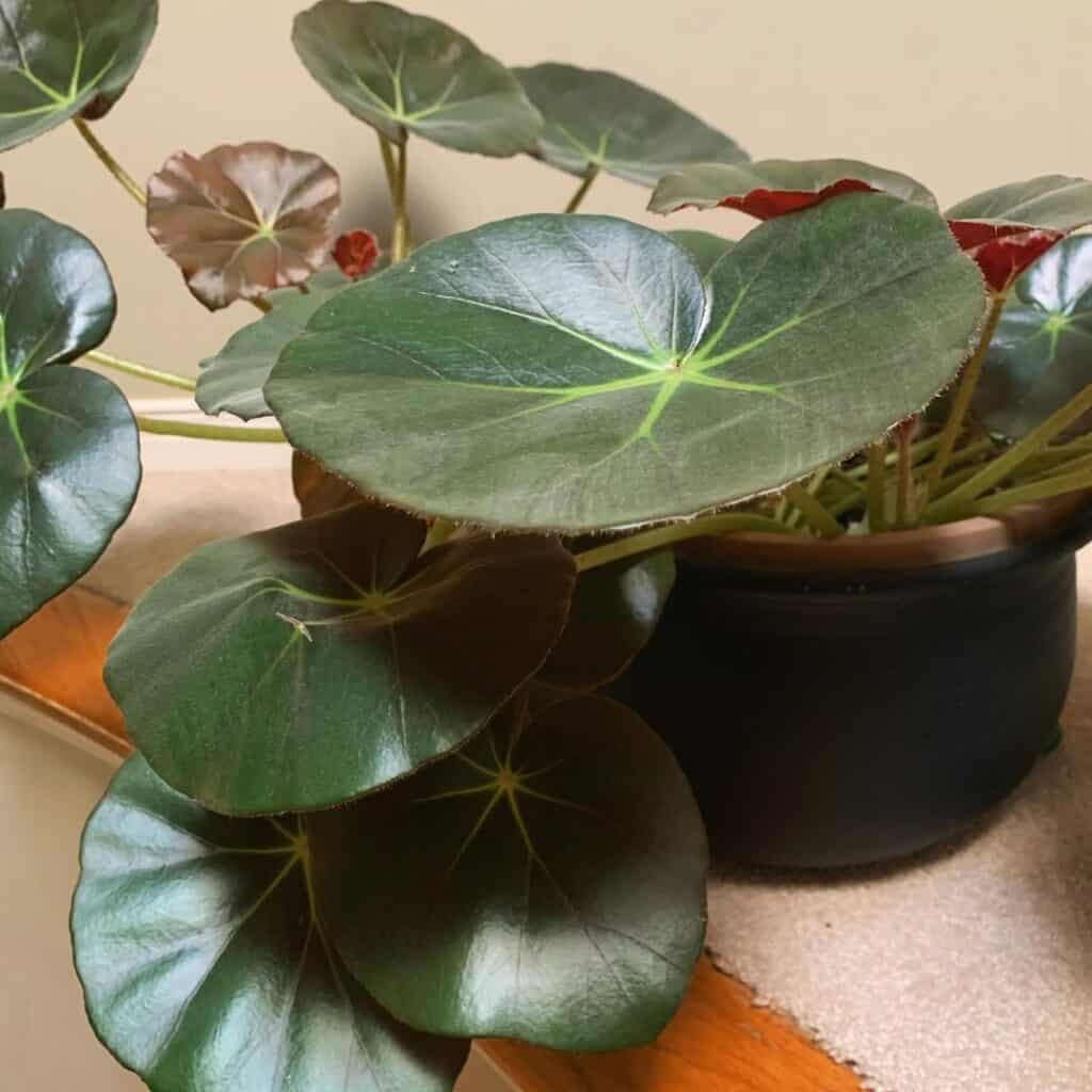 Beefsteak Begonia 1