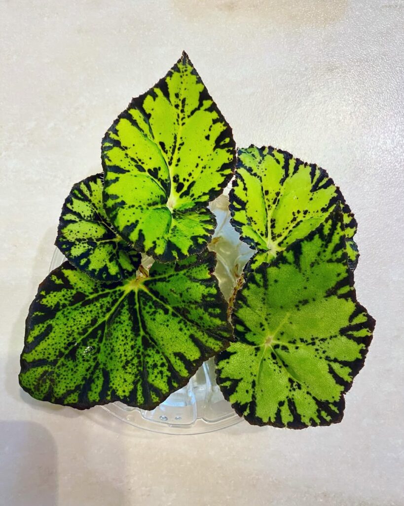 Begonia Bowerae 1