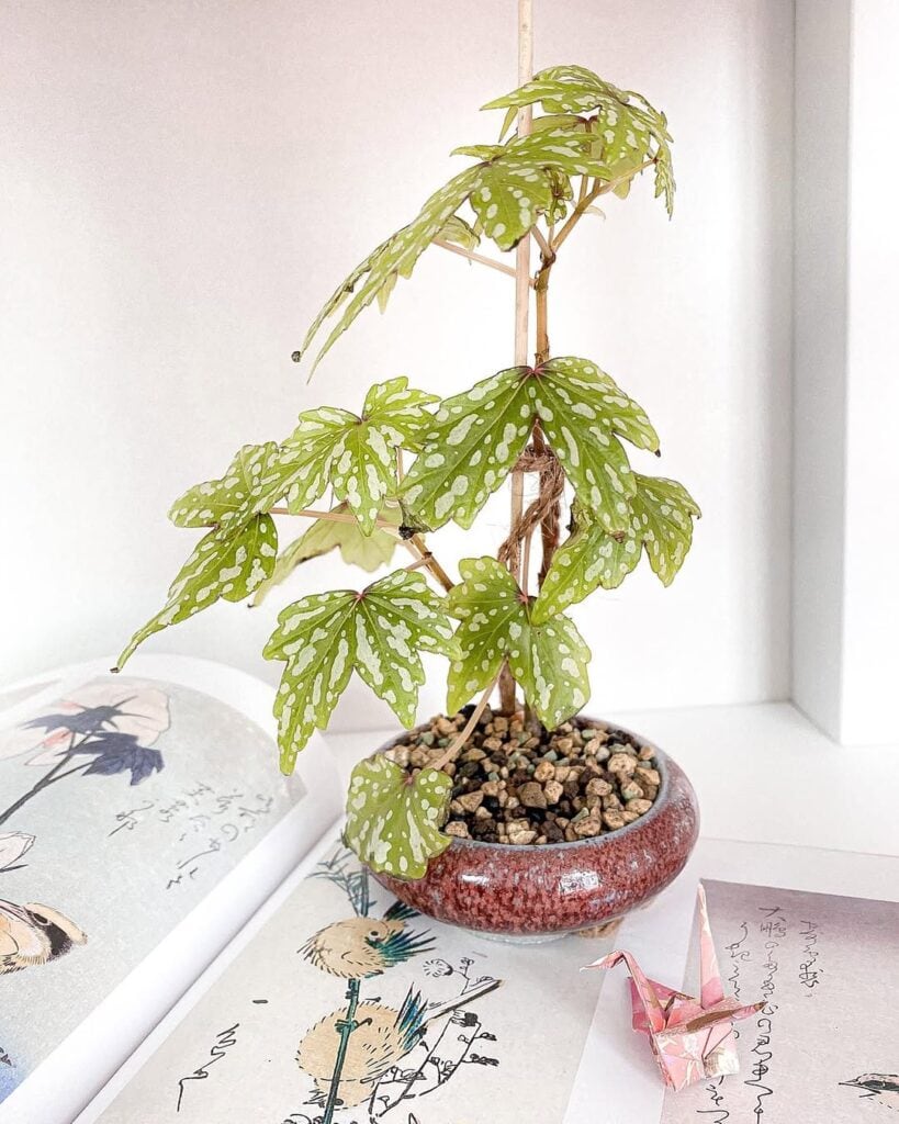 Begonia Dregei