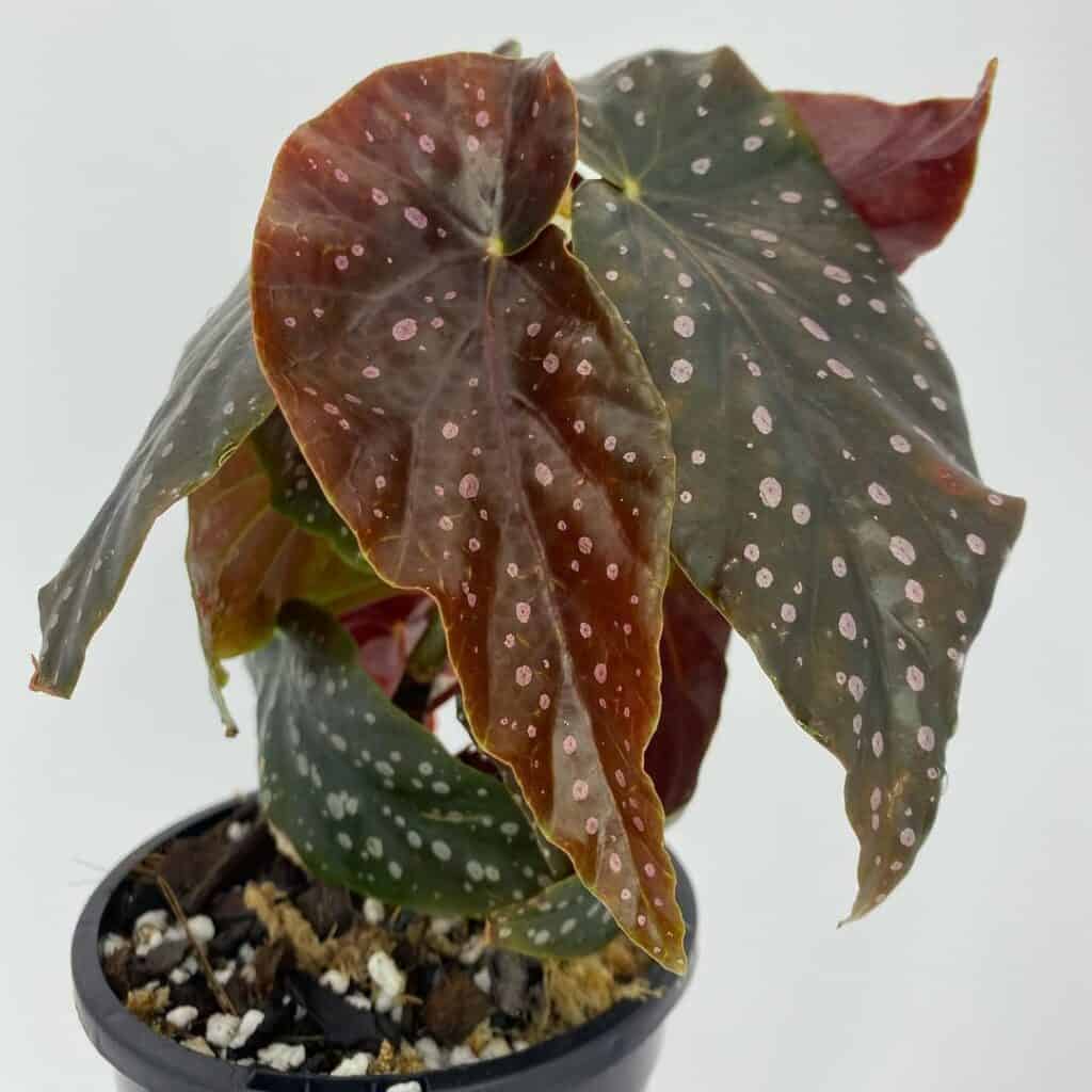 Begonia Elsa
