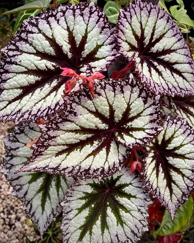 Begonia Fireworks