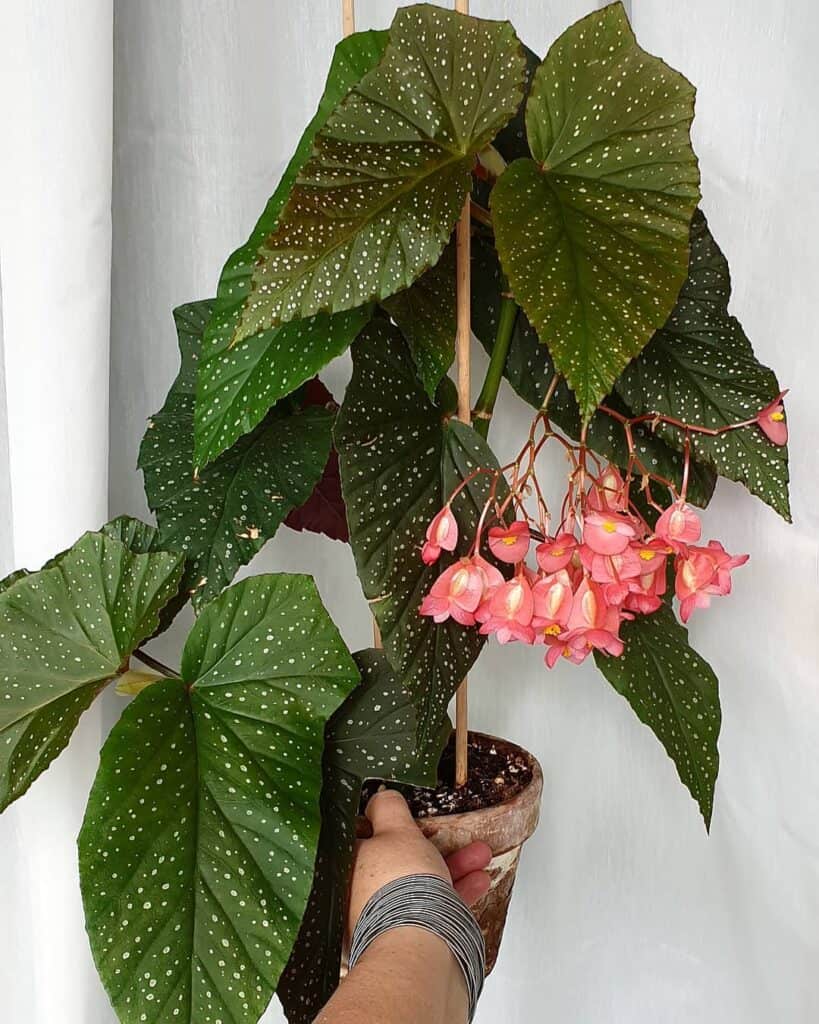 Begonia Lucerna