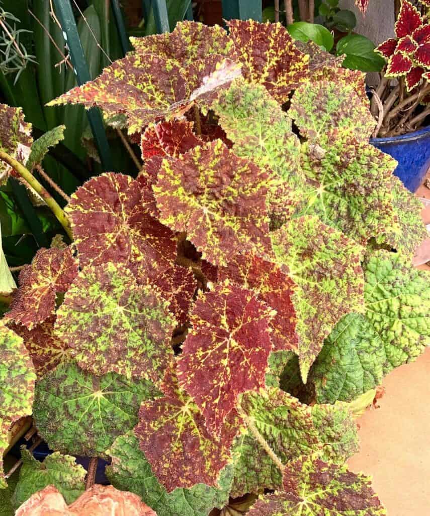 Begonia Marmaduke