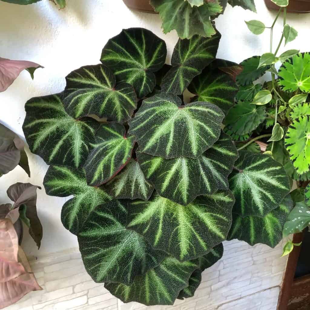 Begonia Soli Mutata